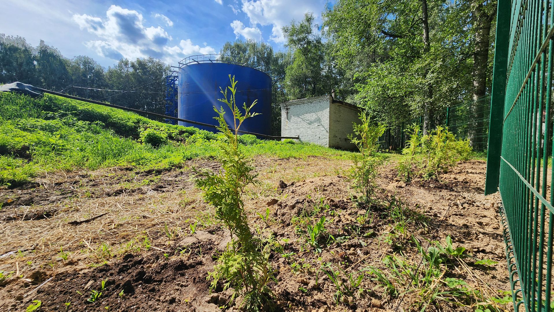 Туи, Взу, Лобня,