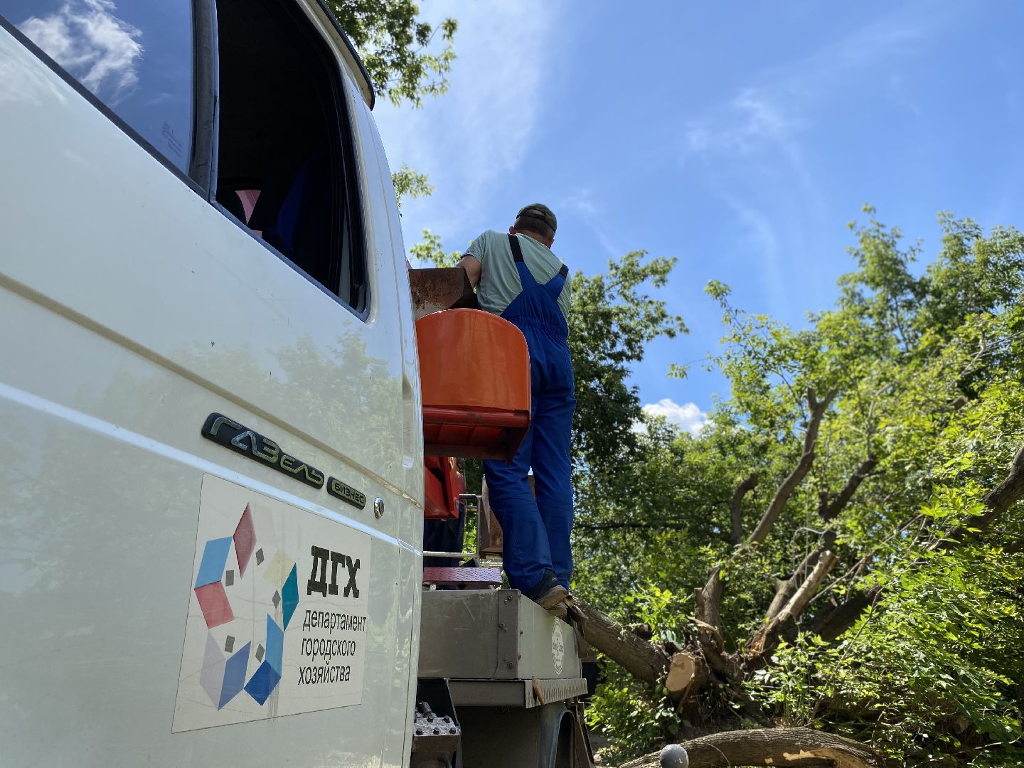 Коломна, ДГХ, опил деревьев,