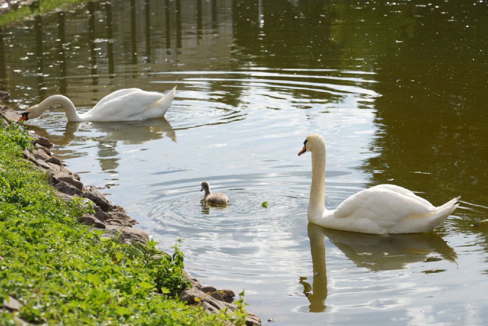 Сергиев Посад, Безопасный регион, Белый пруд, Белые лебеди, Видеонаблюдение,