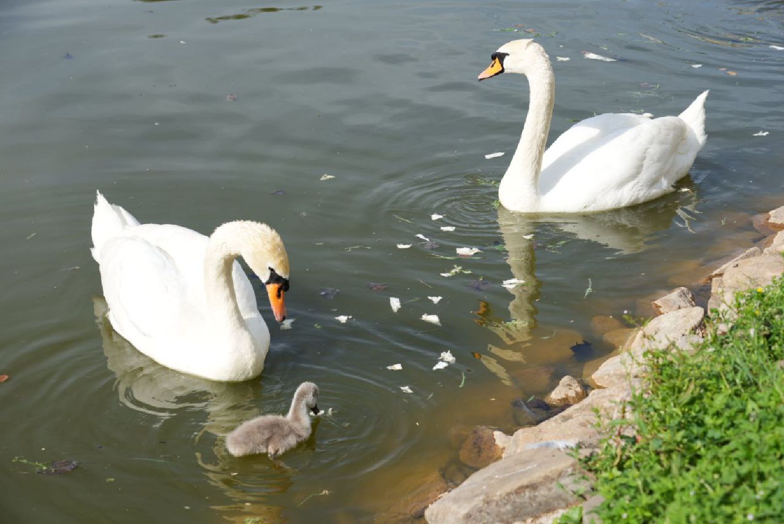 Сергиев Посад, Безопасный регион, Белый пруд, Белые лебеди, Видеонаблюдение,