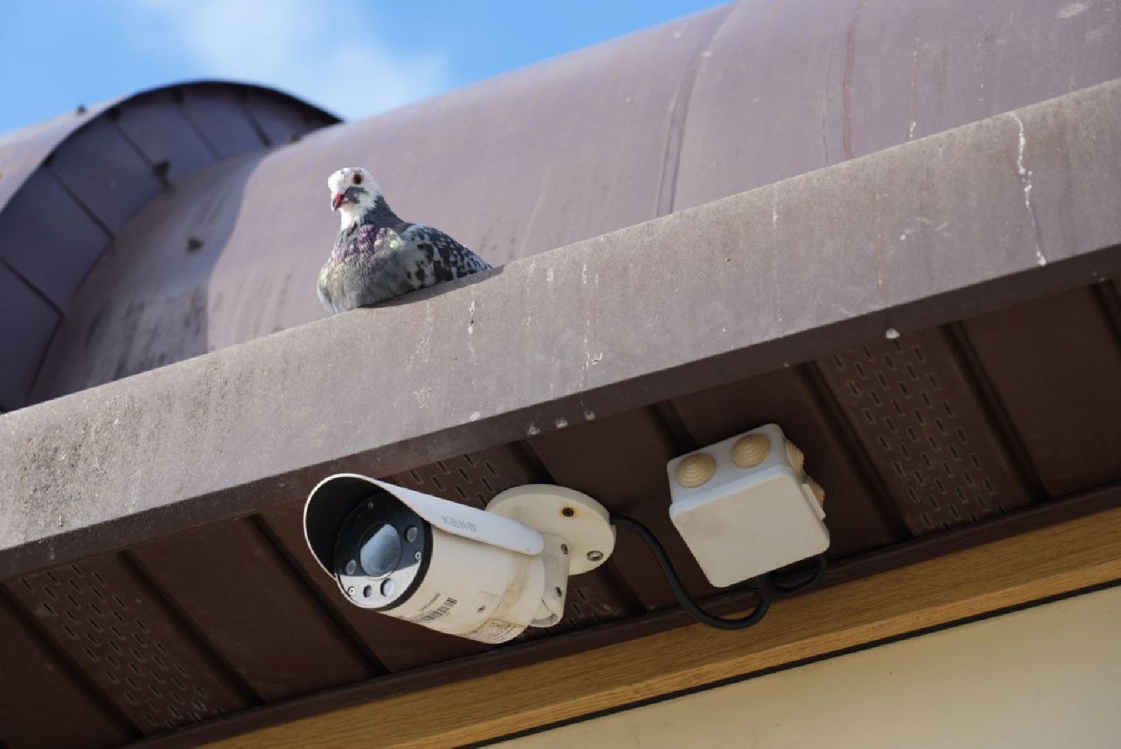 Сергиев Посад, Безопасный регион, Белый пруд, Белые лебеди, Видеонаблюдение,