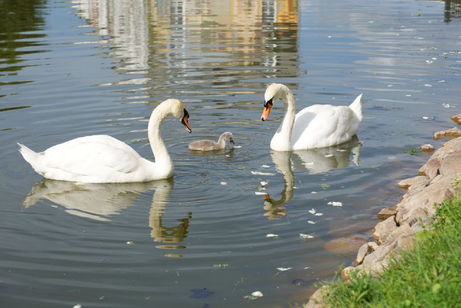 Сергиев Посад, Безопасный регион, Белый пруд, Белые лебеди, Видеонаблюдение,