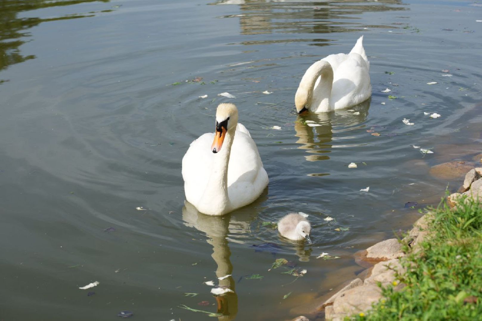 Сергиев Посад, Безопасный регион, Белый пруд, Белые лебеди, Видеонаблюдение,