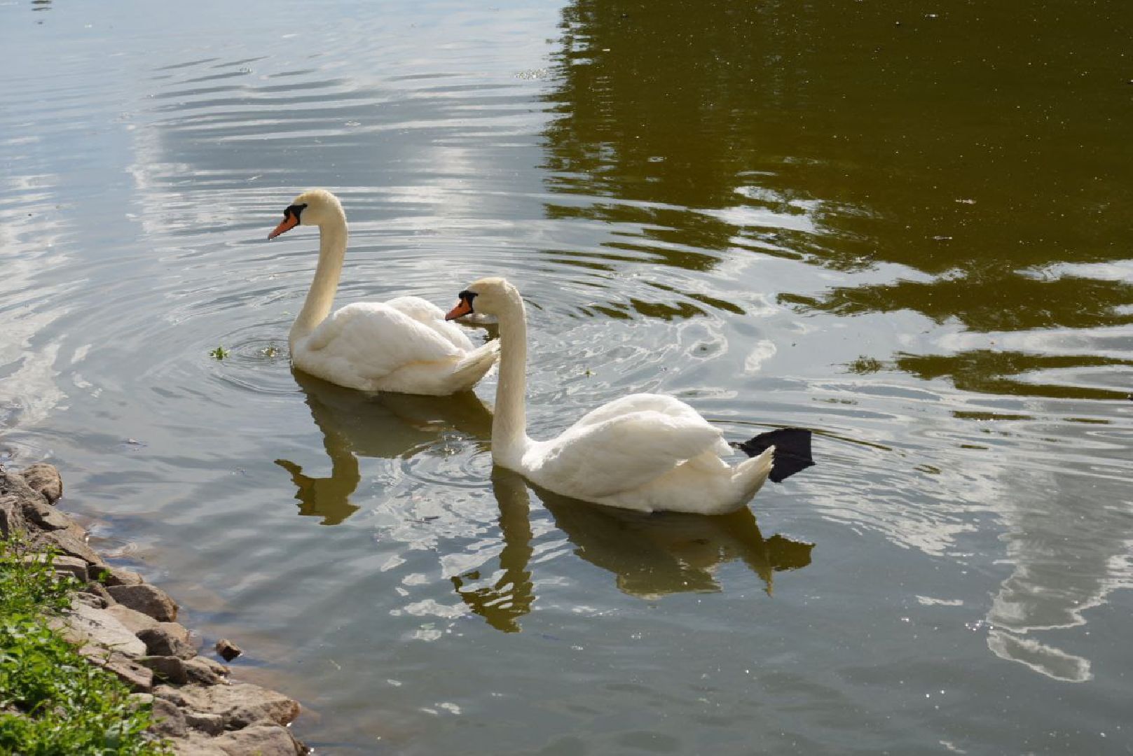 Сергиев Посад, Безопасный регион, Белый пруд, Белые лебеди, Видеонаблюдение,