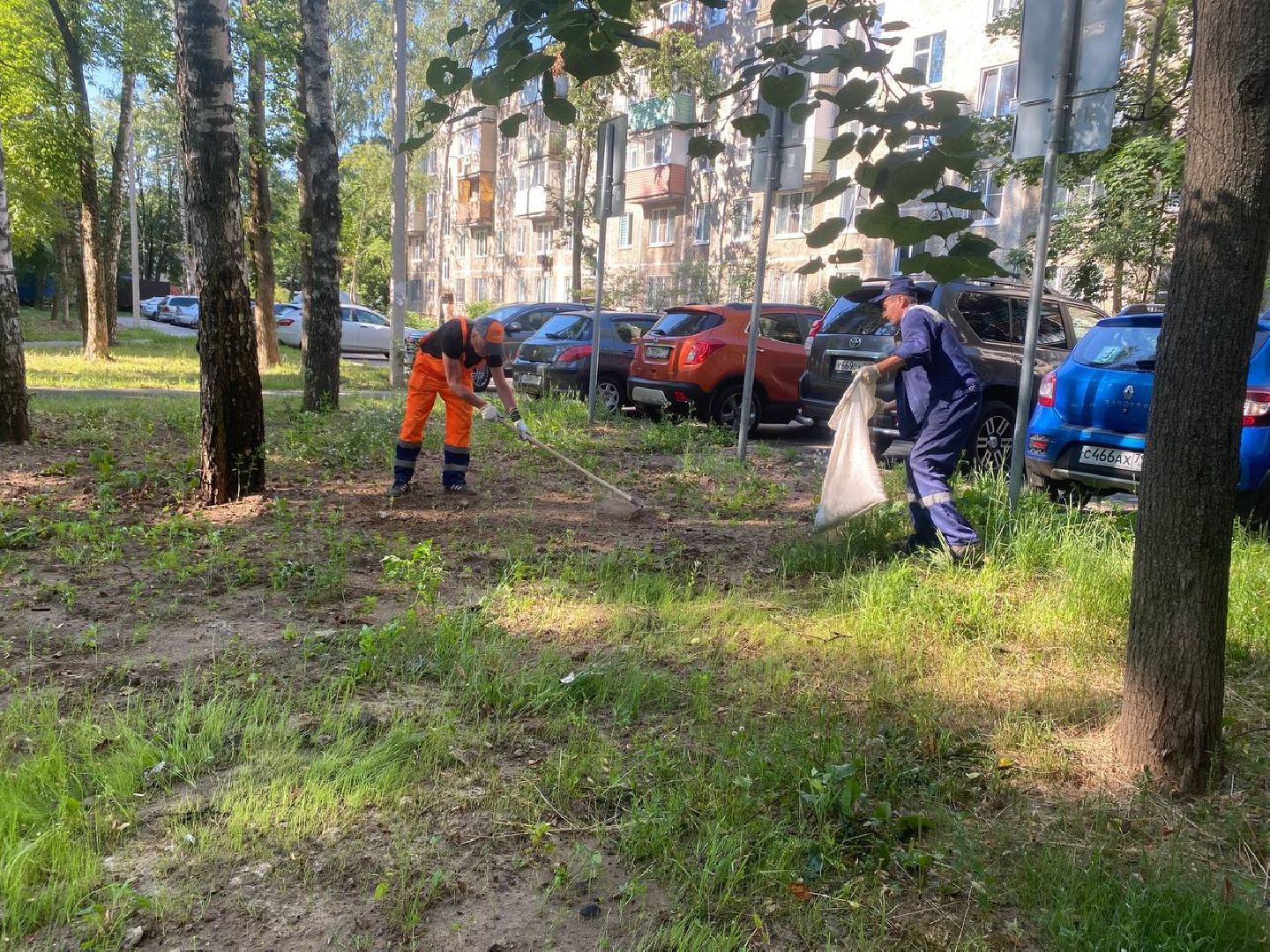 пушкино, газон, благоустройство, покос травы, трава, семена,