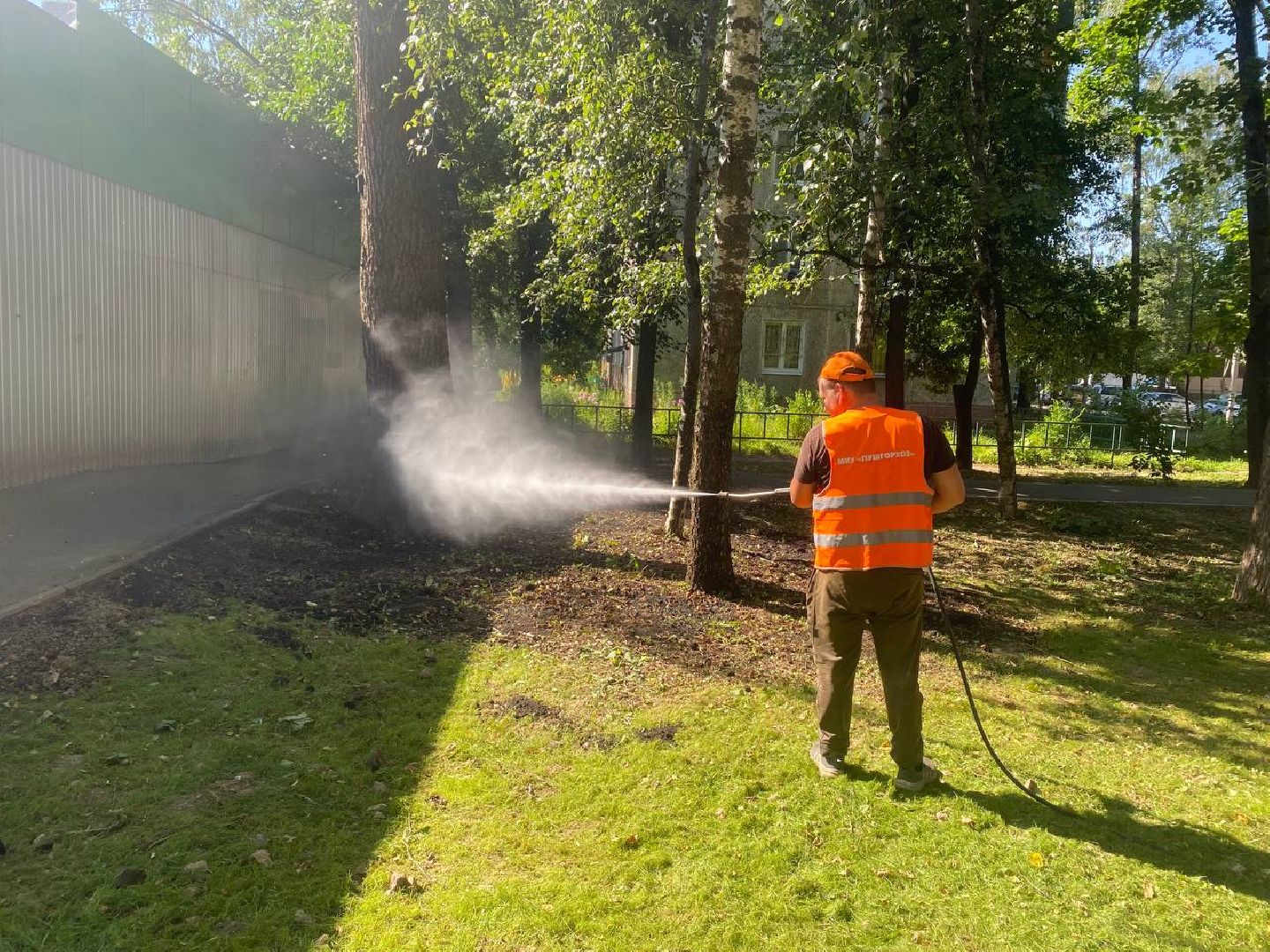 пушкино, газон, благоустройство, покос травы, трава, семена,