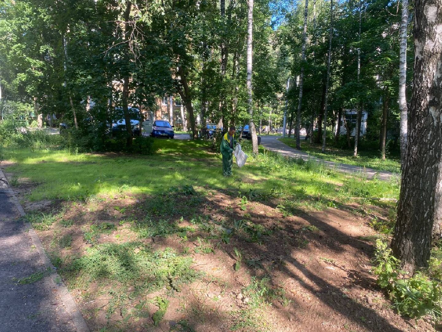 пушкино, газон, благоустройство, покос травы, трава, семена,