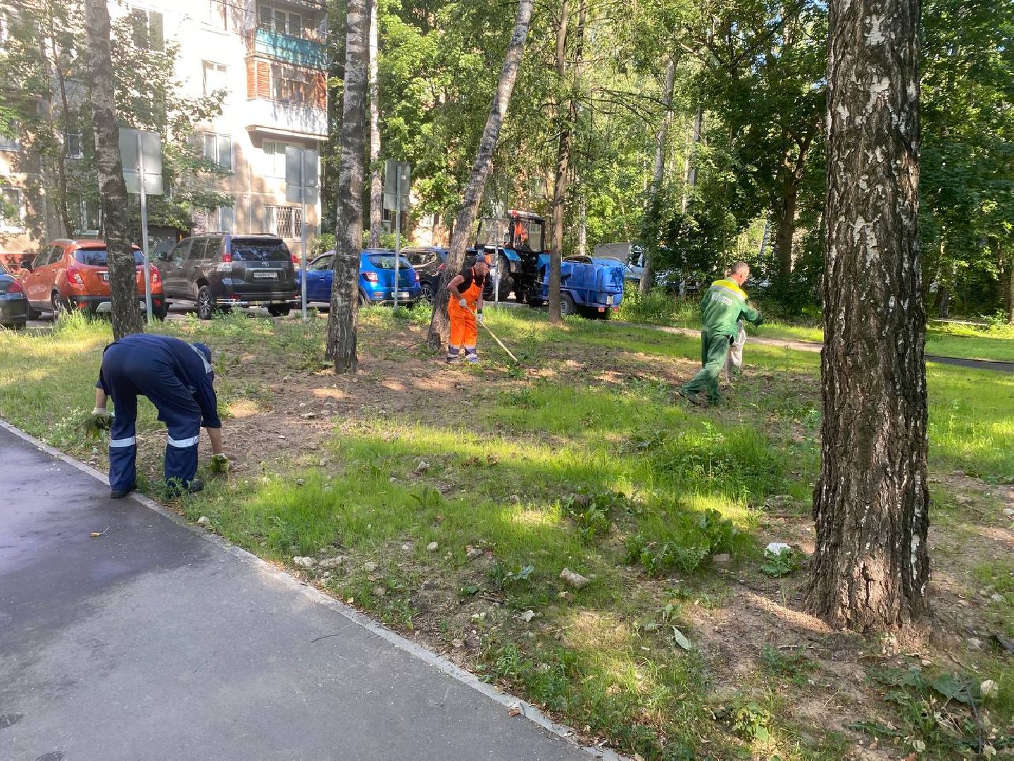 пушкино, газон, благоустройство, покос травы, трава, семена,