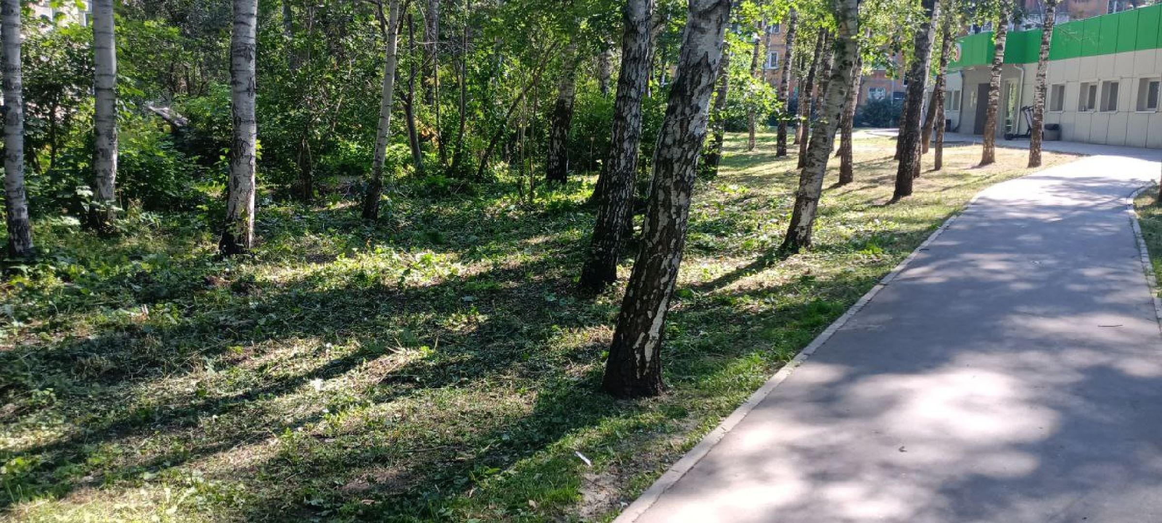 пушкино, газон, благоустройство, покос травы, трава, семена,