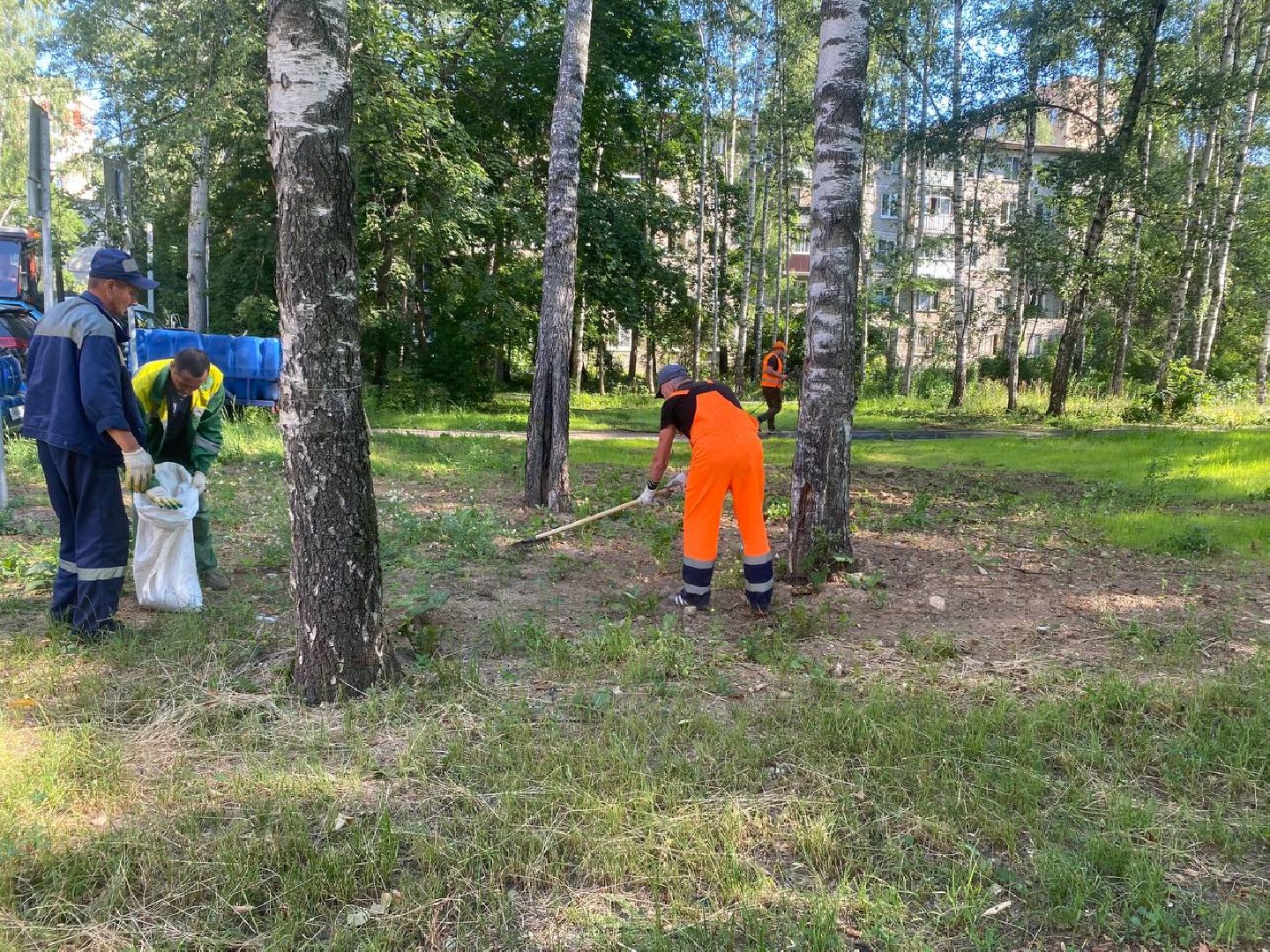 пушкино, газон, благоустройство, покос травы, трава, семена,