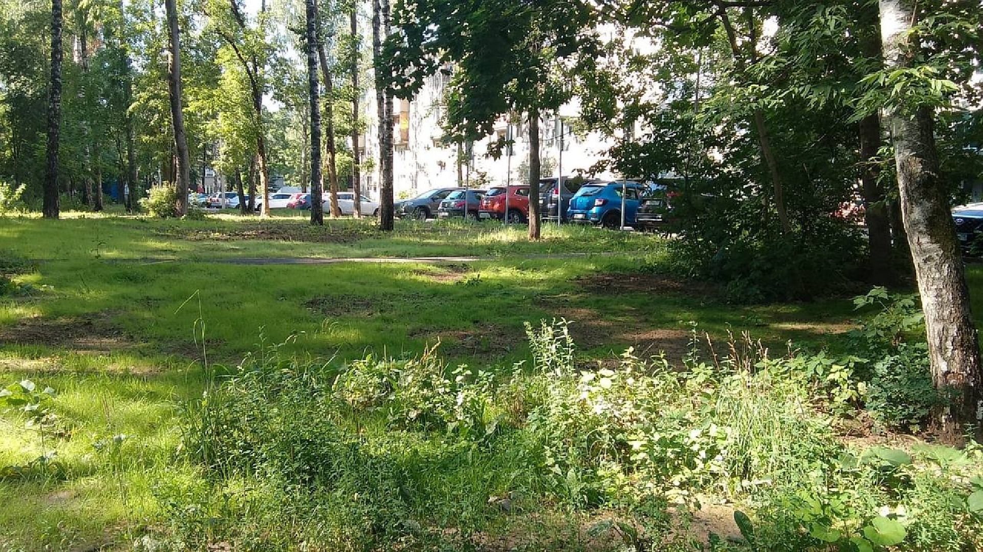 пушкино, газон, благоустройство, покос травы, трава, семена,