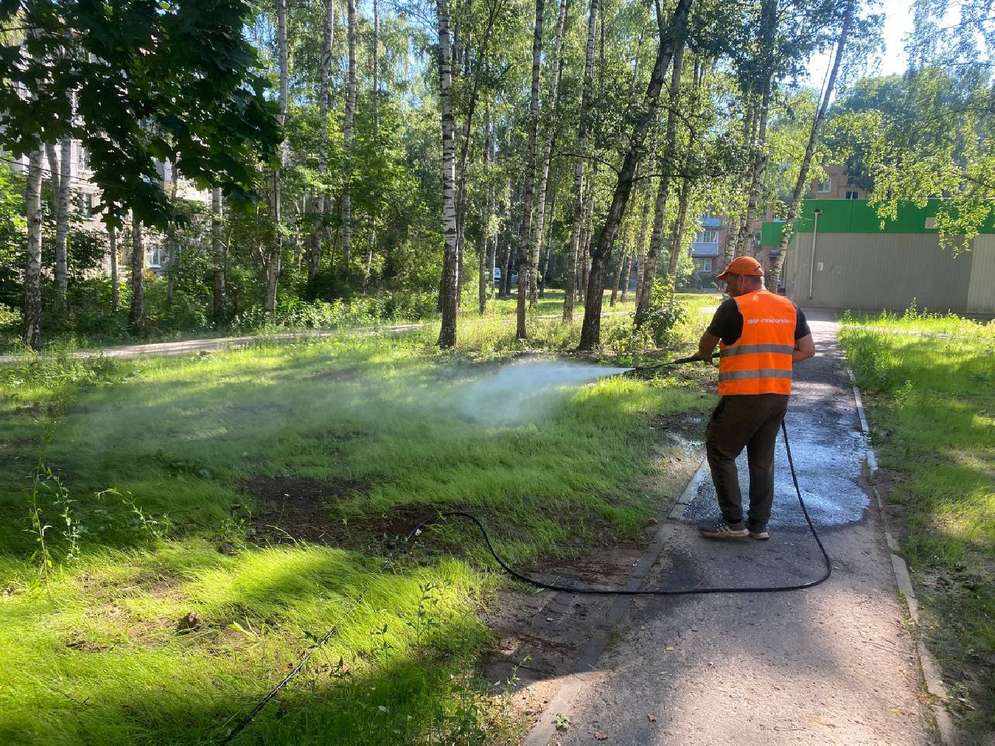 пушкино, газон, благоустройство, покос травы, трава, семена,