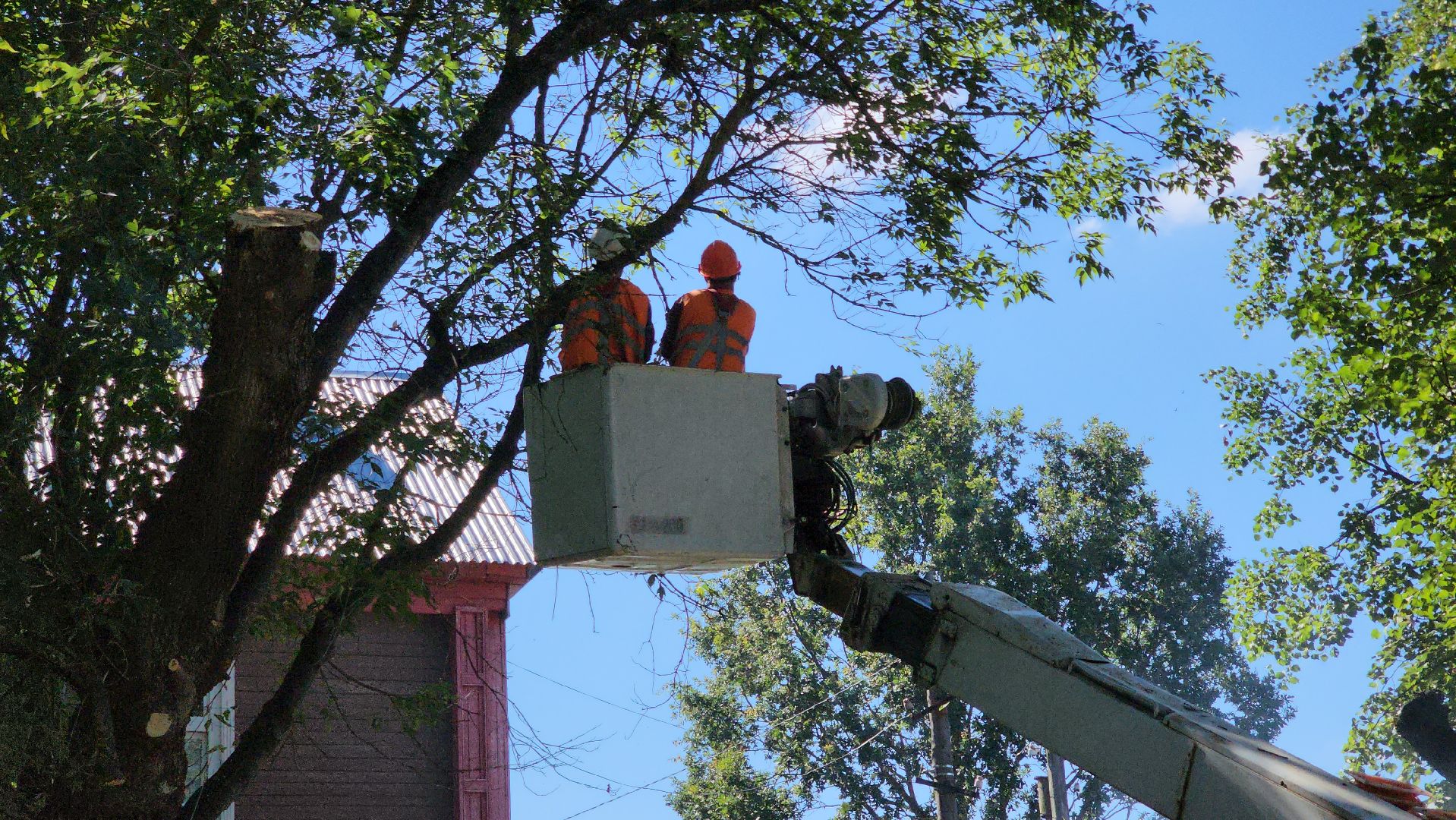 егорьевск, сквер, опил деревьев, опиловка, благоустойство,