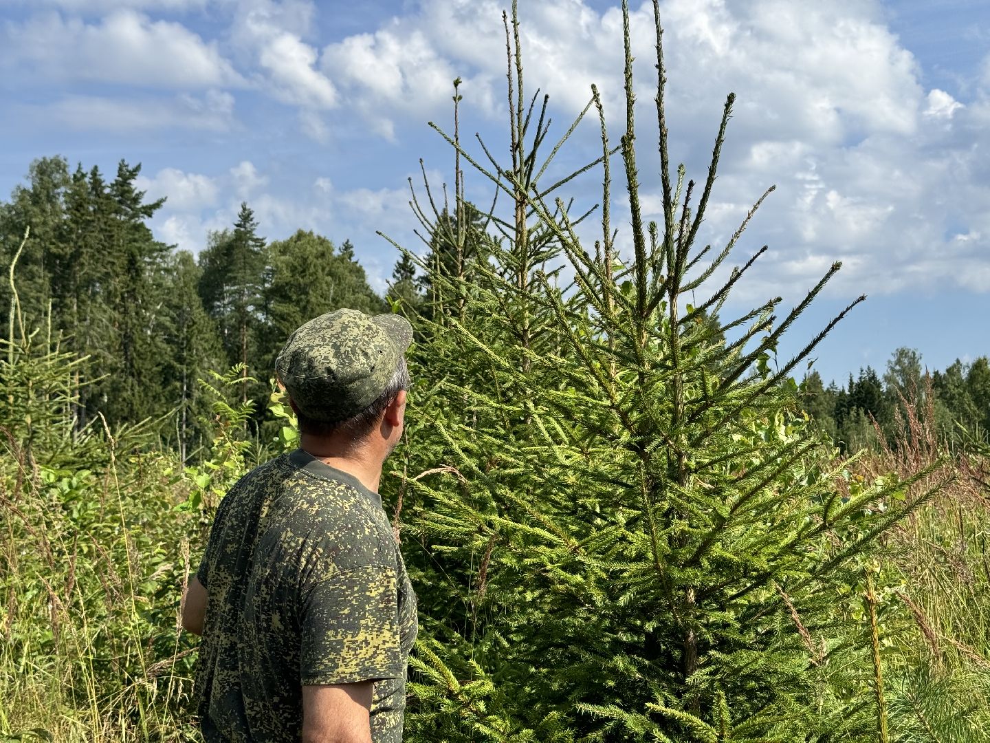 шаховская, лесной фонд, молодой лес, экология,