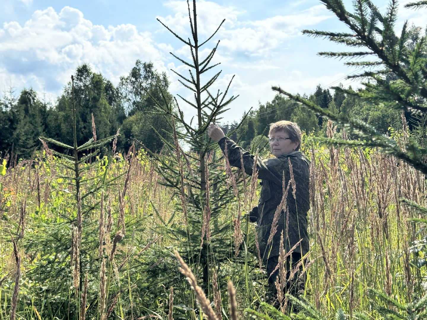 шаховская, лесной фонд, молодой лес, экология,