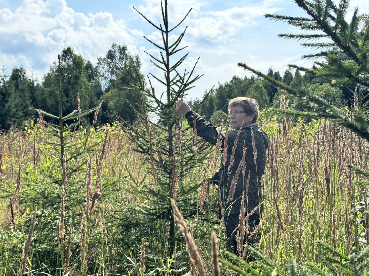 шаховская, лесной фонд, молодой лес, экология,