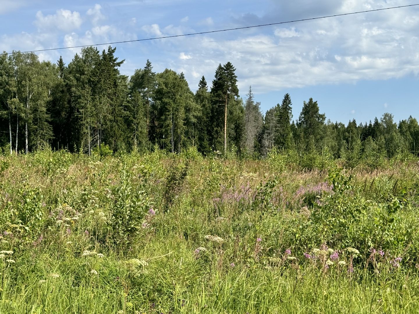 шаховская, лесной фонд, молодой лес, экология,
