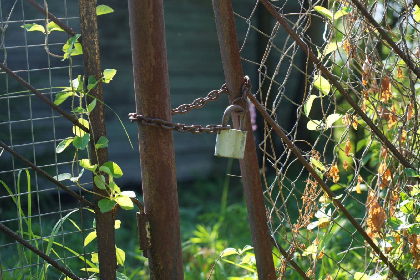 СНТ, Дачники, Экология, Вывоз мусора, Регоператор,