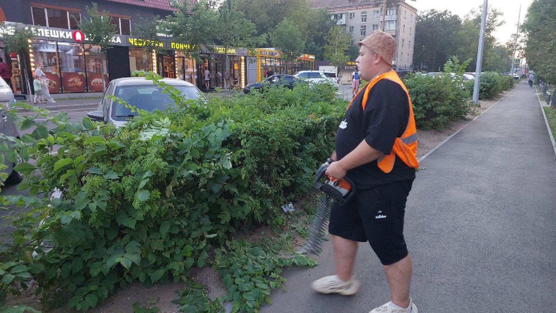 пушкино, обрезка деревьев, благоустройство, стрижка, жара,