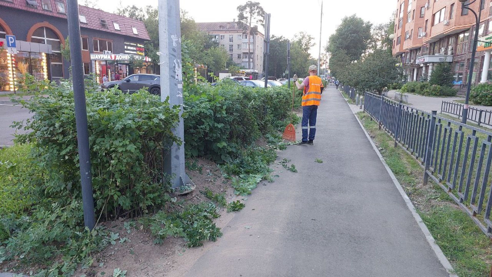 пушкино, обрезка деревьев, благоустройство, стрижка, жара,