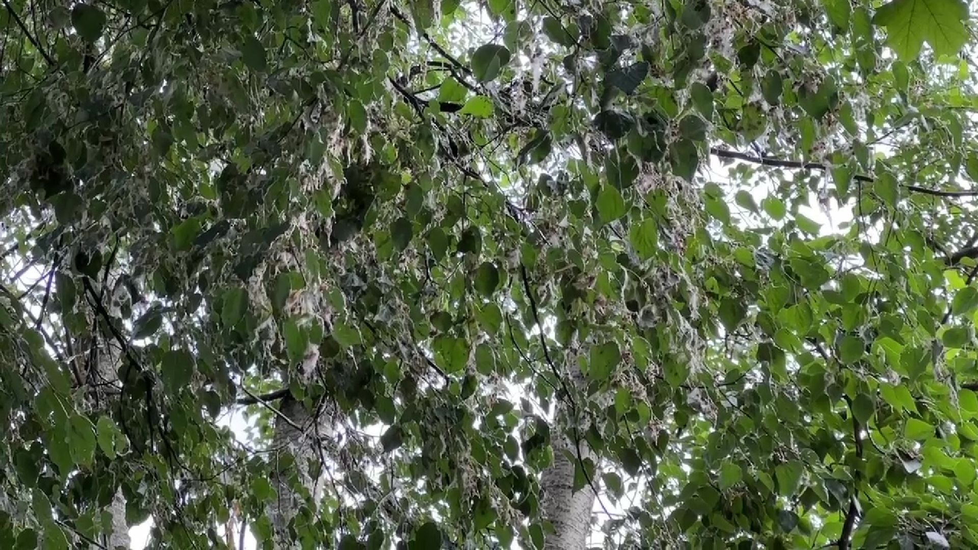 Реутов, тополиный пух, погода, жара, лето, снег летом,