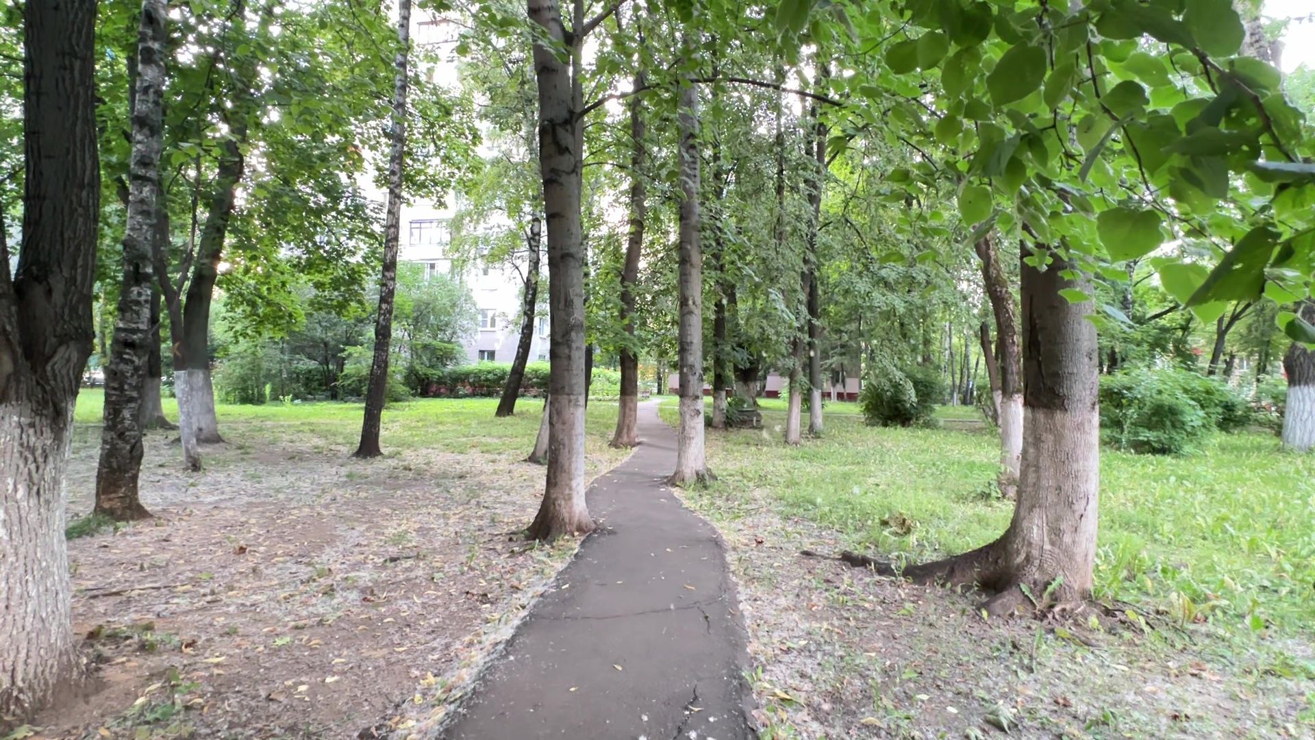 Реутов, тополиный пух, погода, жара, лето, снег летом,