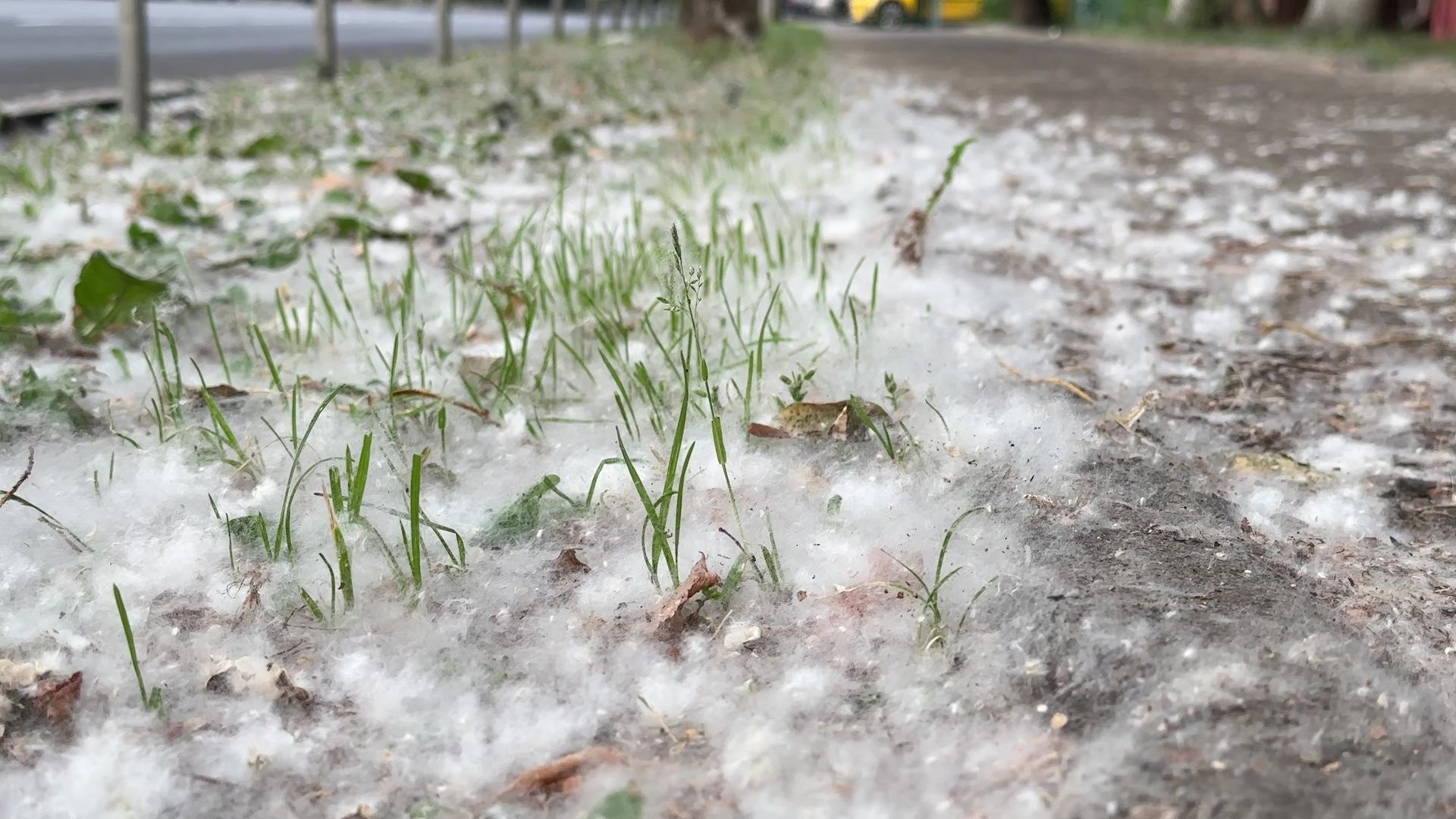 Реутов, тополиный пух, погода, жара, лето, снег летом,