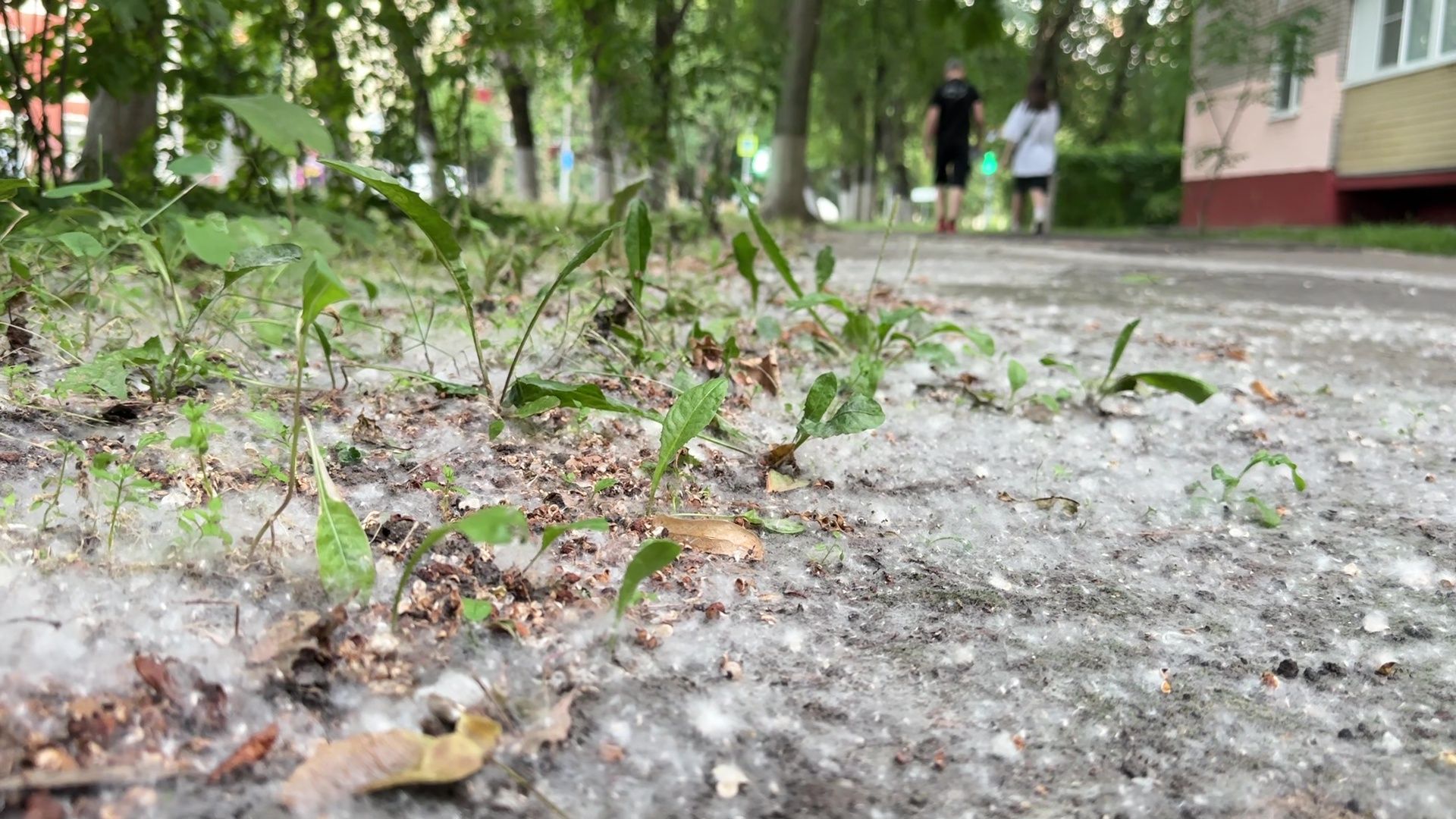 Реутов, тополиный пух, погода, жара, лето, снег летом,