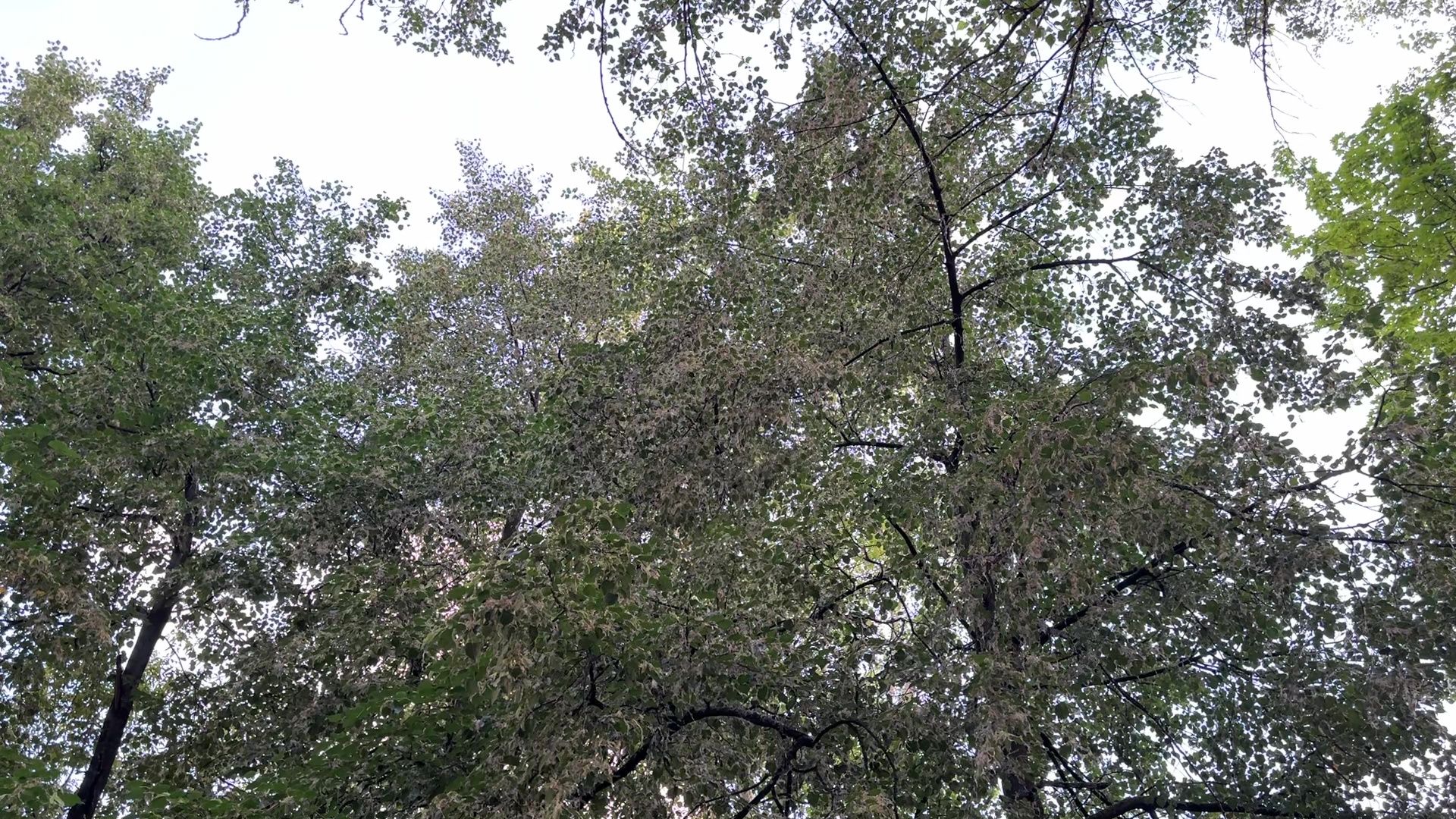 Реутов, тополиный пух, погода, жара, лето, снег летом,