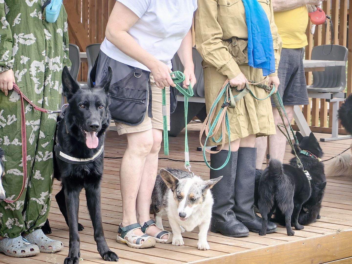 канистерапия, корги отряд, четвероногий друг, усадьба гребнево, фестиваль, щёлково,