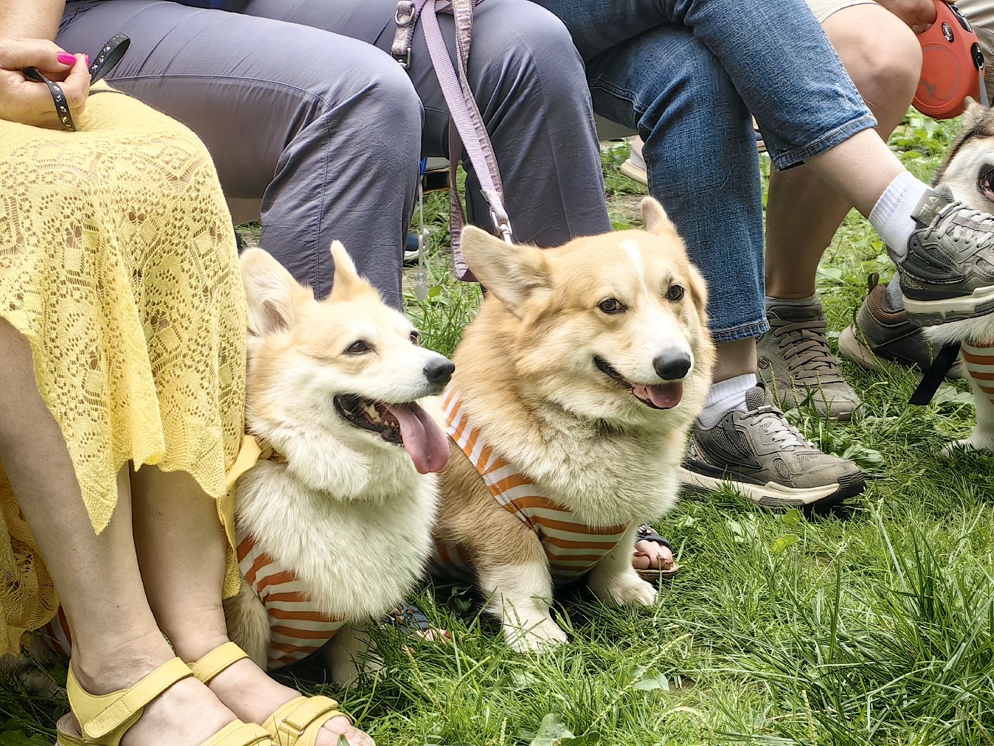 канистерапия, корги отряд, четвероногий друг, усадьба гребнево, фестиваль, щёлково,