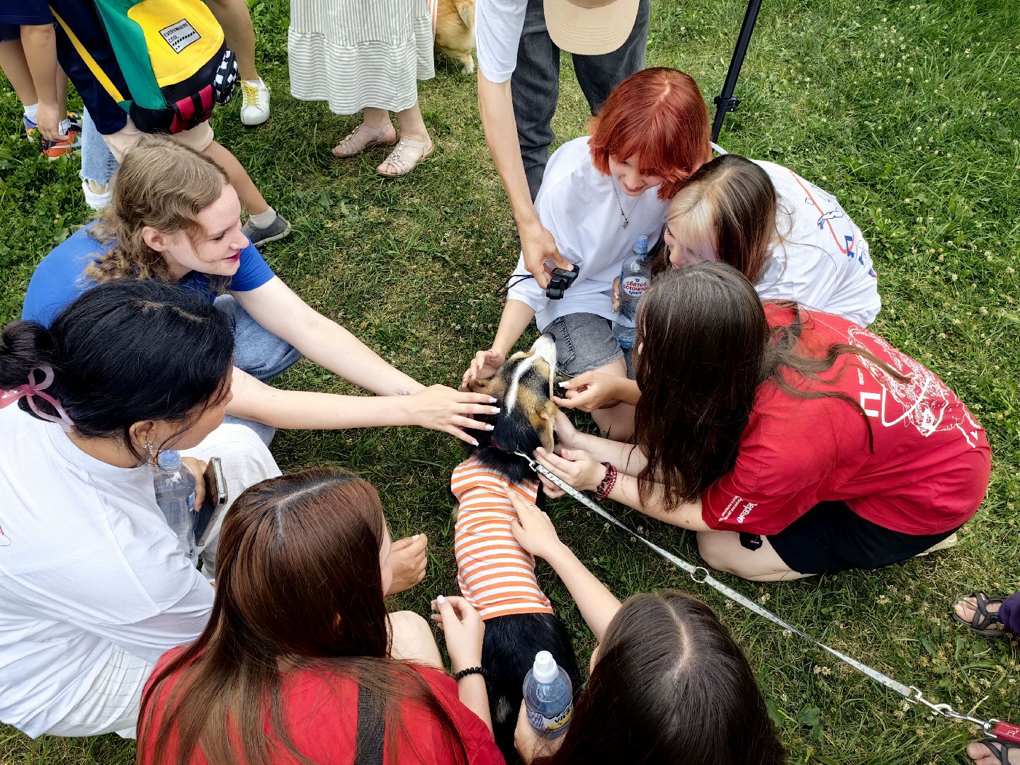 канистерапия, корги отряд, четвероногий друг, усадьба гребнево, фестиваль, щёлково,