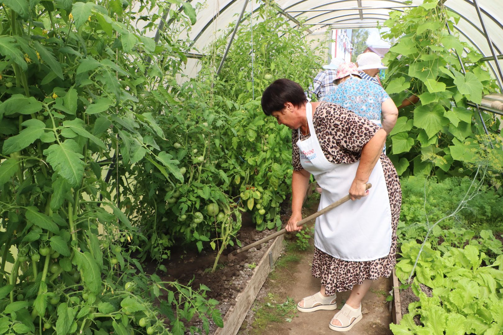 Серебряные Пруды, Активное долголетие, Общественный огород,