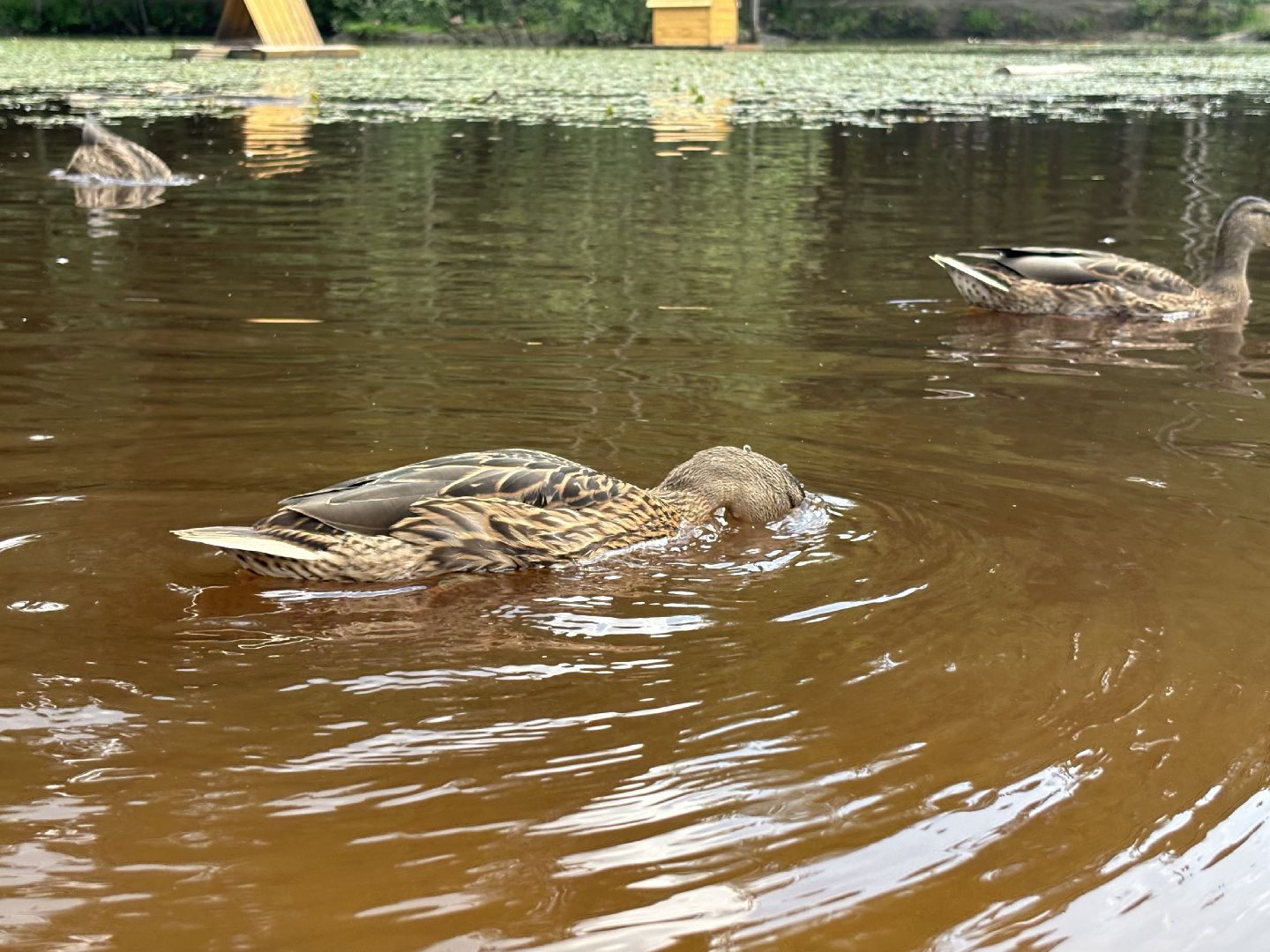 ольгинский лесопарк, корм для уток,