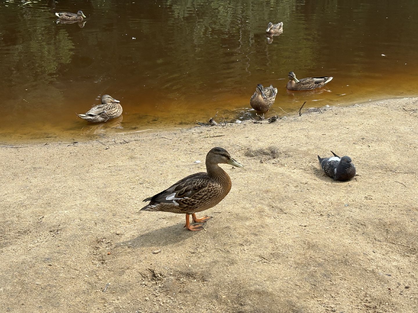 ольгинский лесопарк, корм для уток,