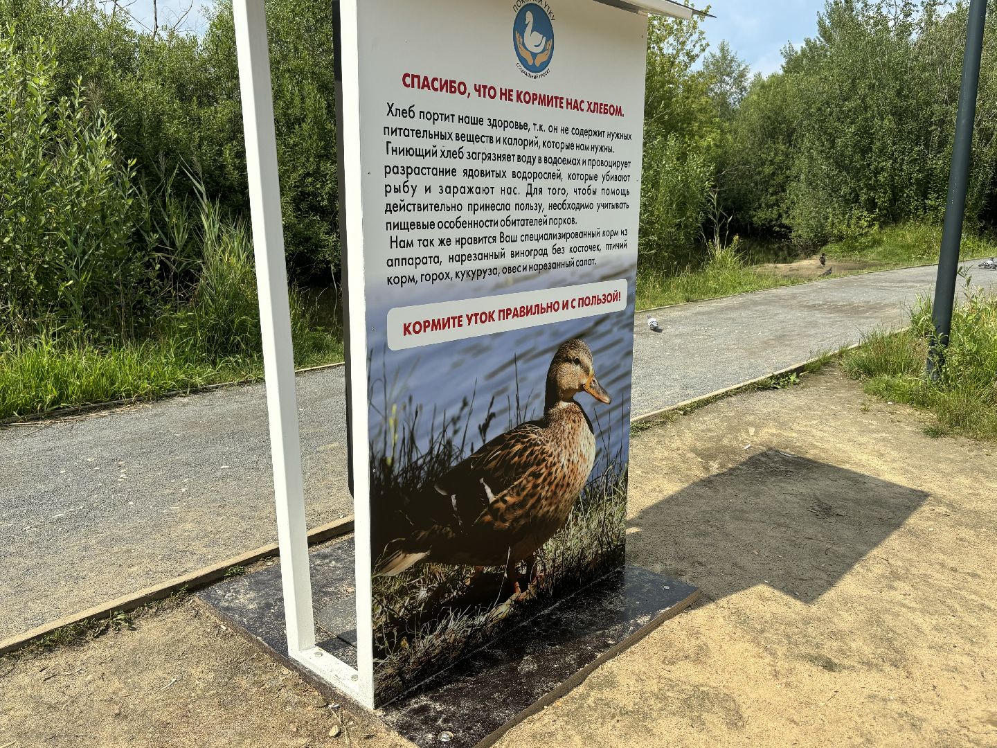 ольгинский лесопарк, корм для уток,