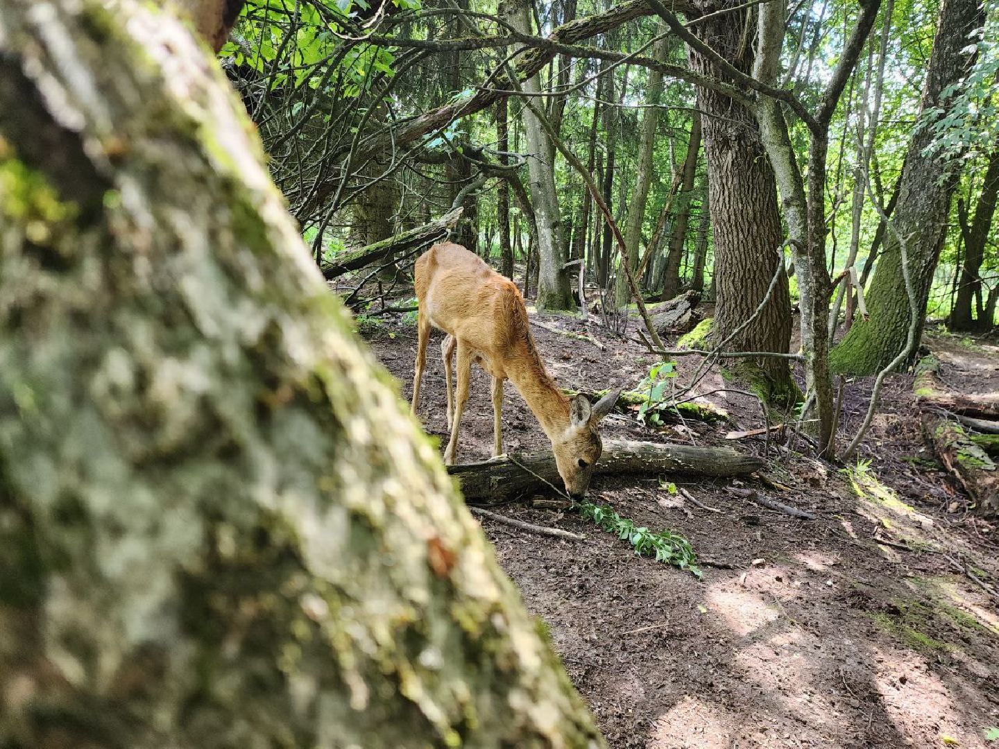 можайск, можайский городской округ, подмосковье, сафари-парк, краснокнижные животные, дикие животные, туризм, туристическое место,