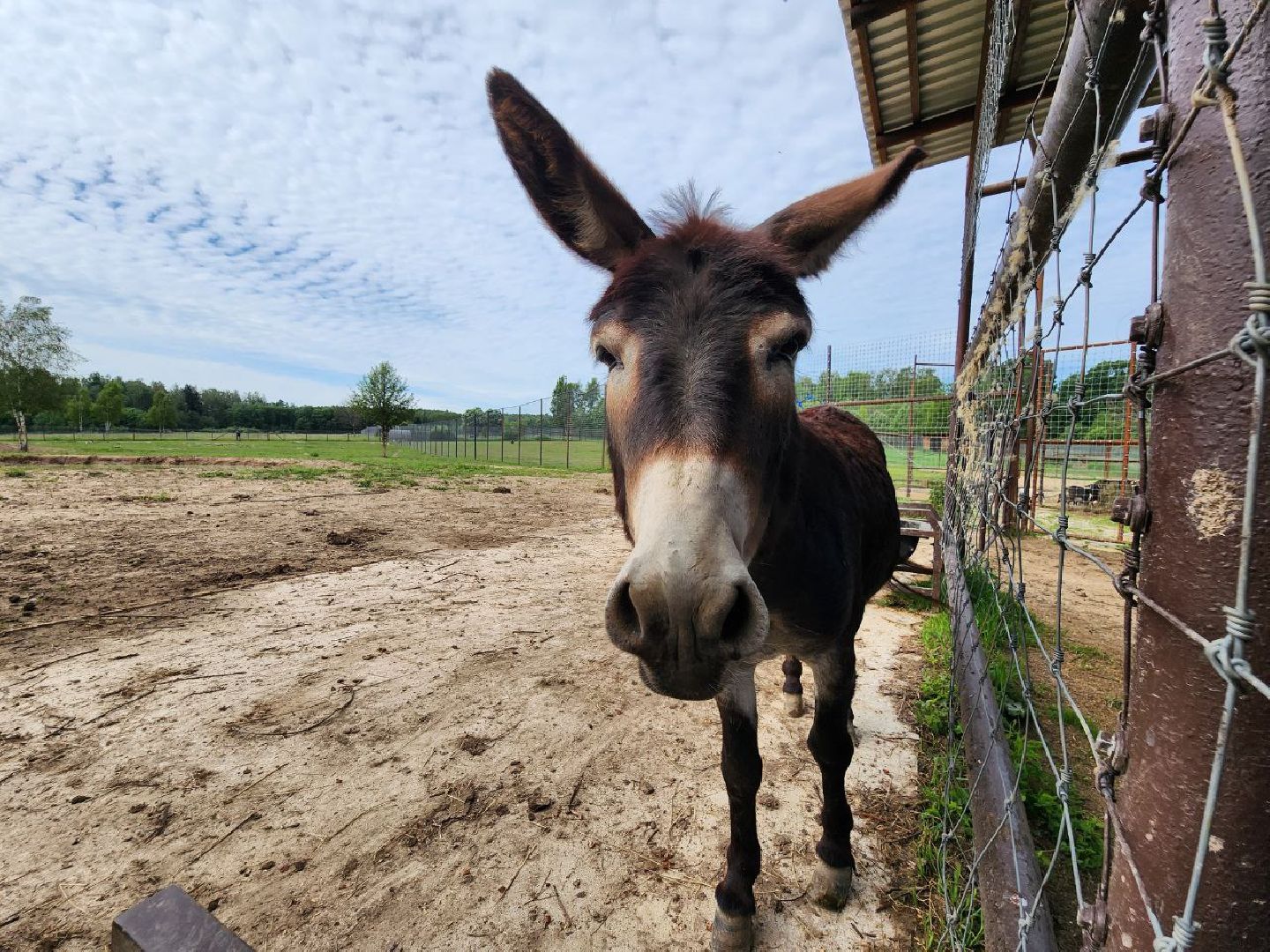можайск, можайский городской округ, подмосковье, сафари-парк, краснокнижные животные, дикие животные, туризм, туристическое место,