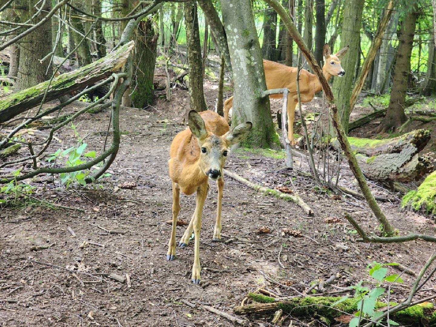 можайск, можайский городской округ, подмосковье, сафари-парк, краснокнижные животные, дикие животные, туризм, туристическое место,