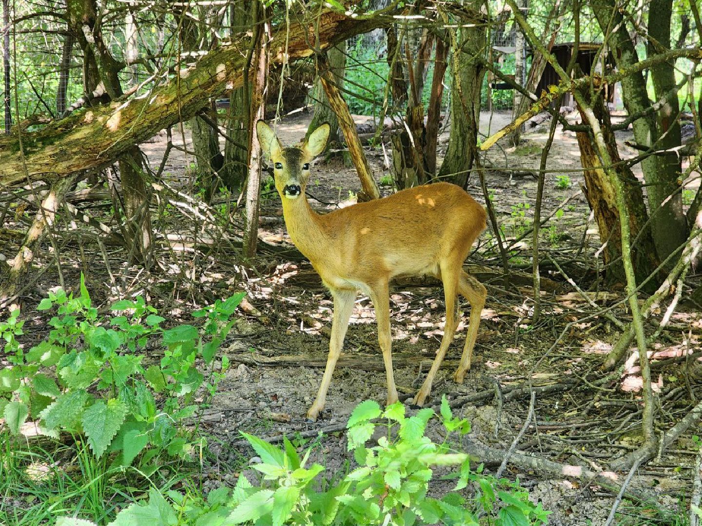 можайск, можайский городской округ, подмосковье, сафари-парк, краснокнижные животные, дикие животные, туризм, туристическое место,