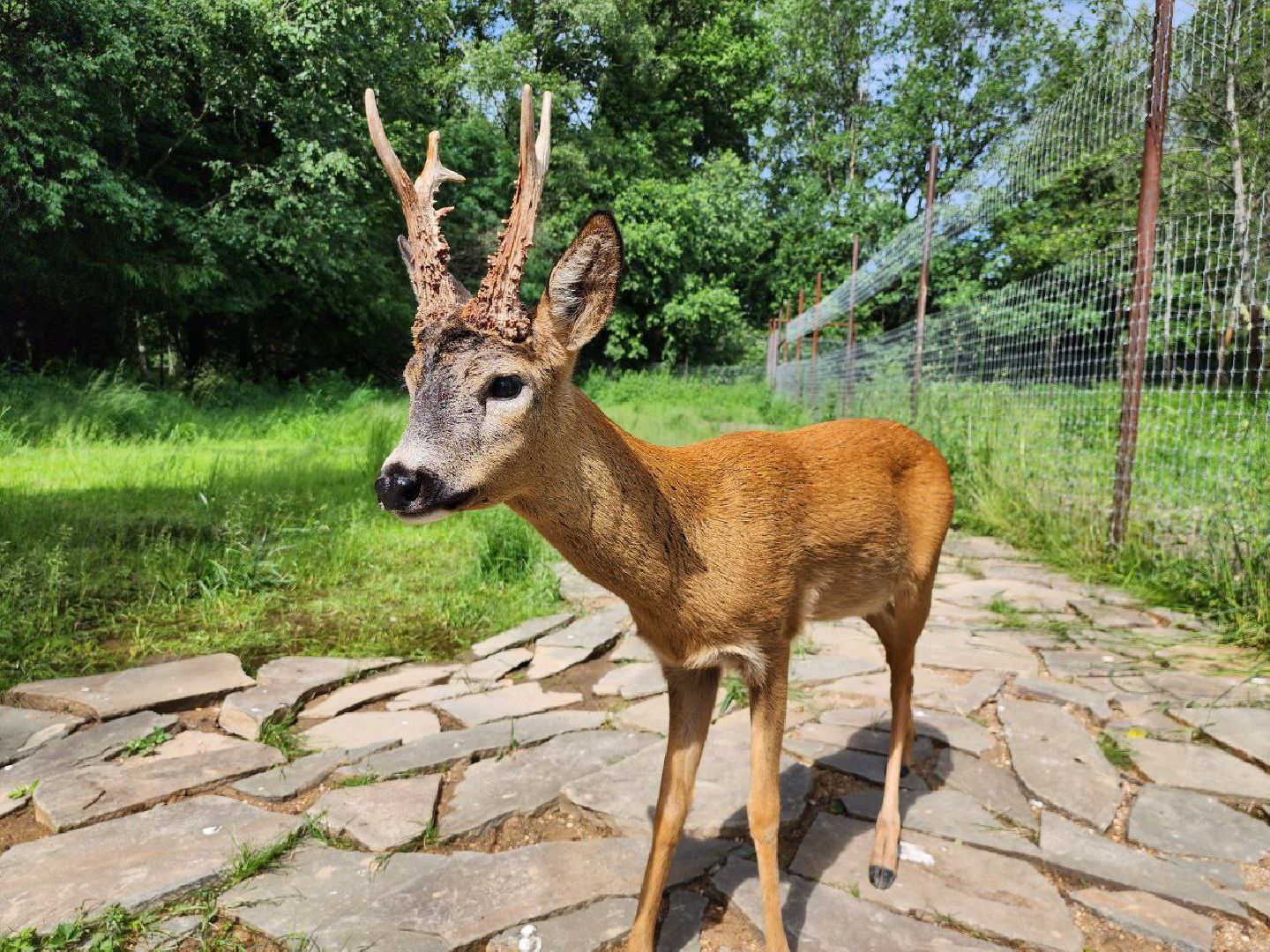 можайск, можайский городской округ, подмосковье, сафари-парк, краснокнижные животные, дикие животные, туризм, туристическое место,