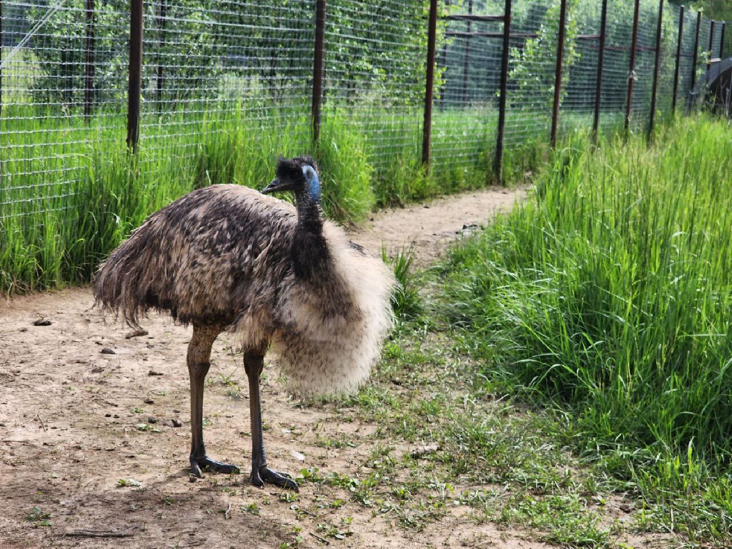 можайск, можайский городской округ, подмосковье, сафари-парк, краснокнижные животные, дикие животные, туризм, туристическое место,