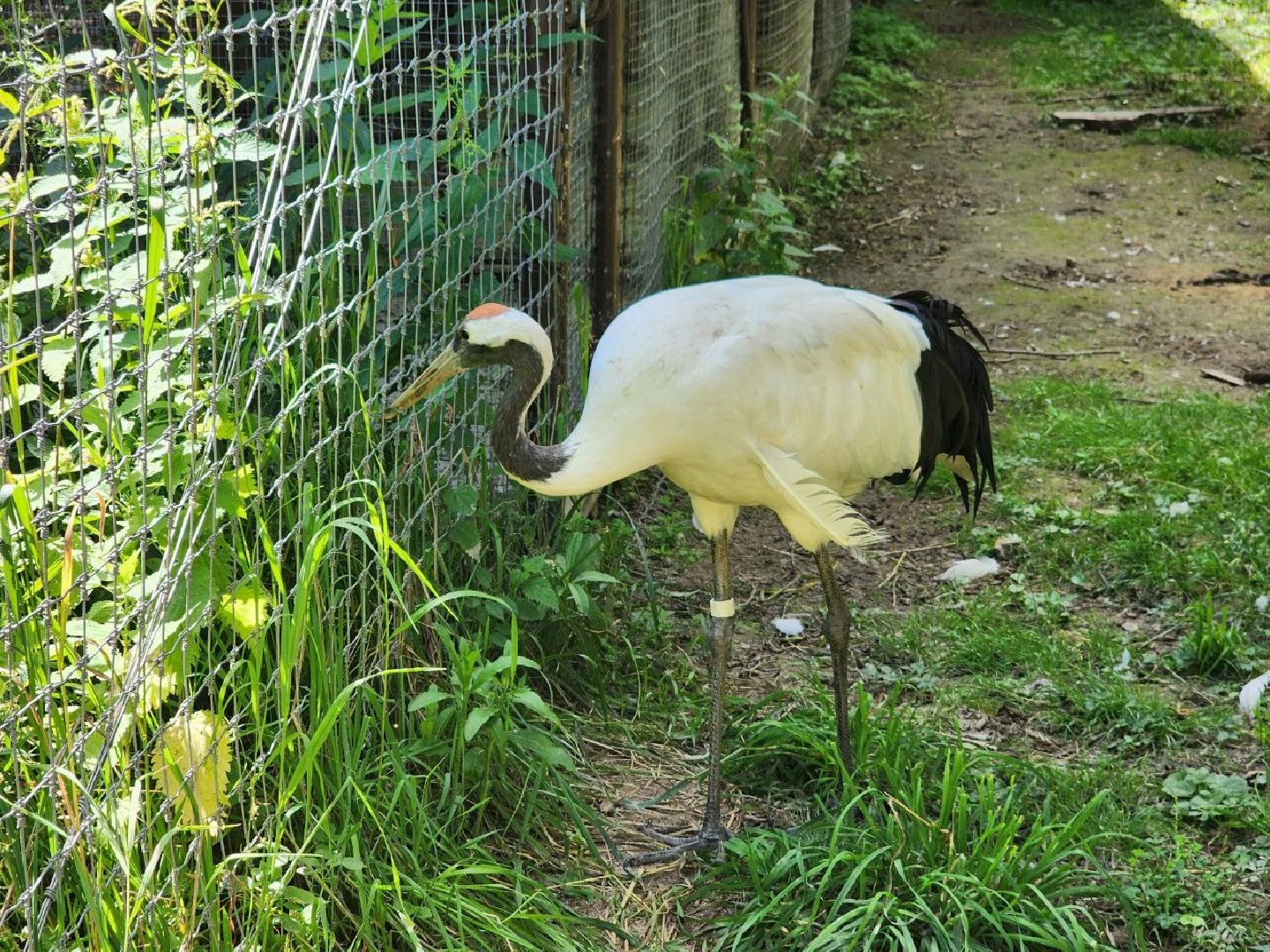 можайск, можайский городской округ, подмосковье, сафари-парк, краснокнижные животные, дикие животные, туризм, туристическое место,