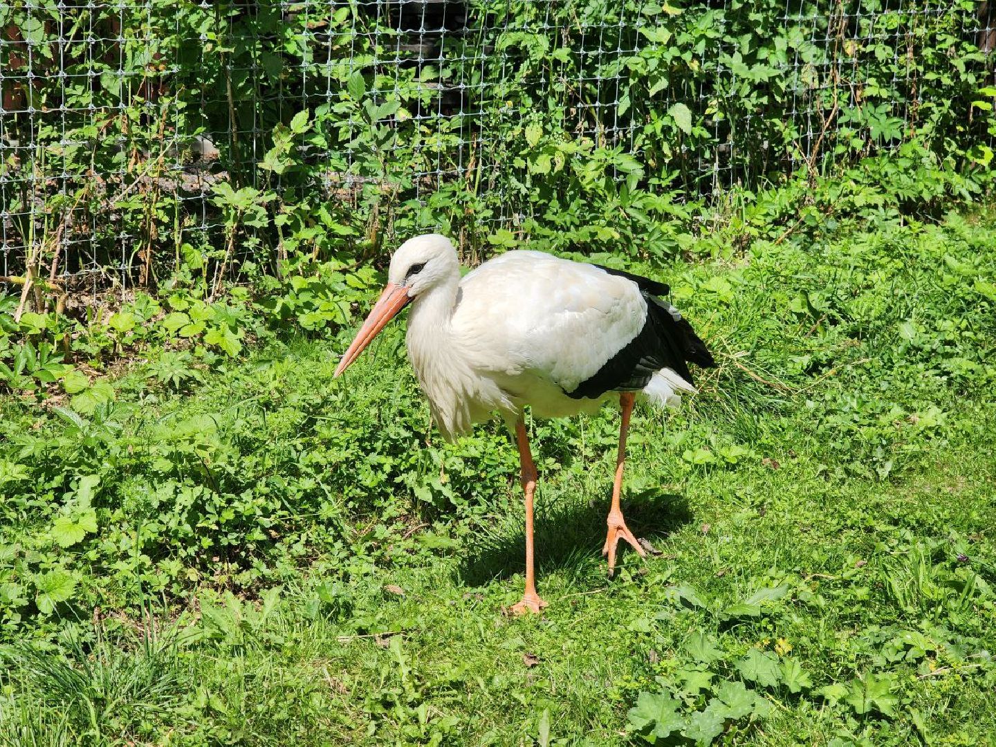 можайск, можайский городской округ, подмосковье, сафари-парк, краснокнижные животные, дикие животные, туризм, туристическое место,