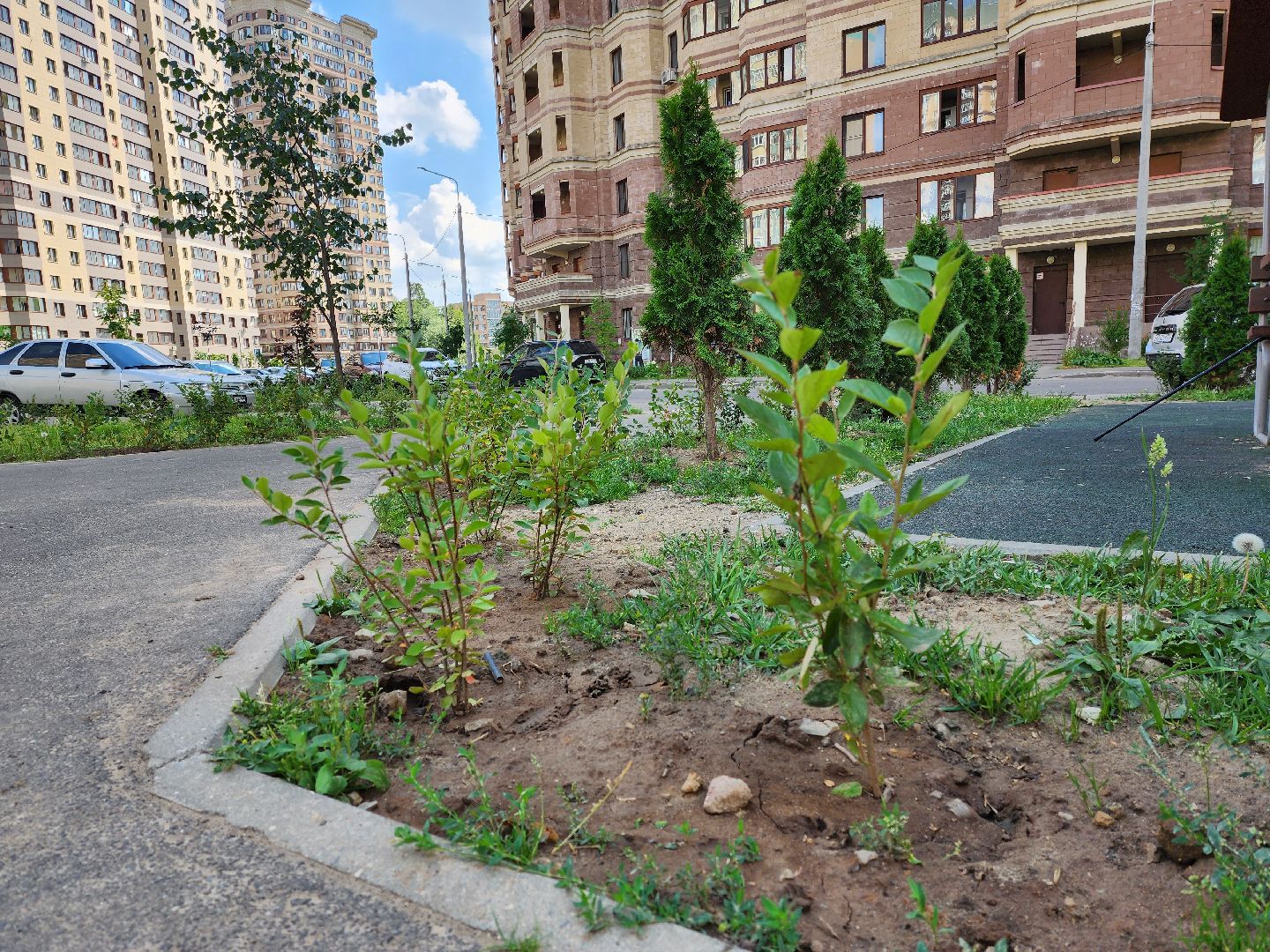 раменское, благоустройство, дополнительное озеленение, северное шоссе,