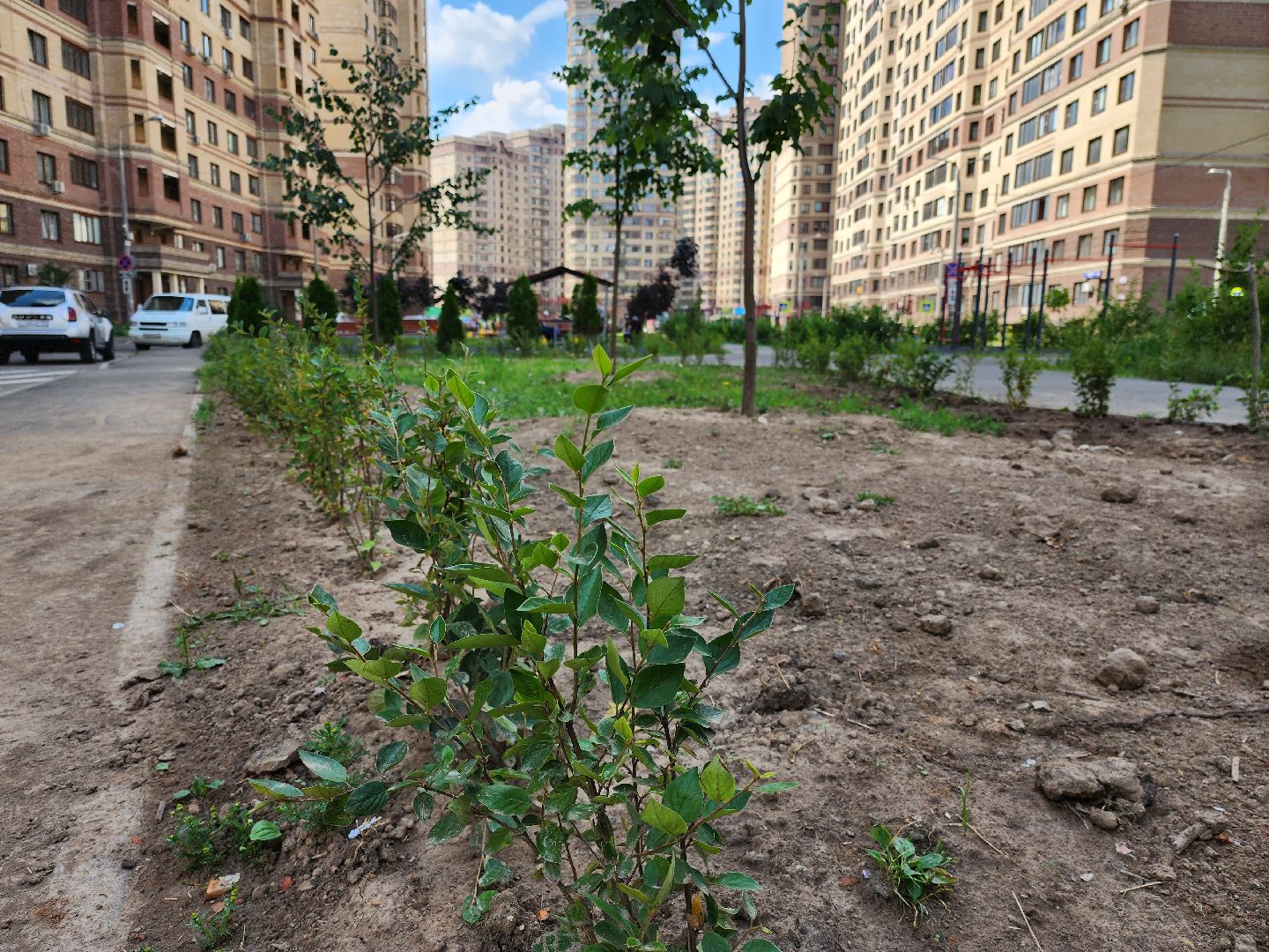 раменское, благоустройство, дополнительное озеленение, северное шоссе,