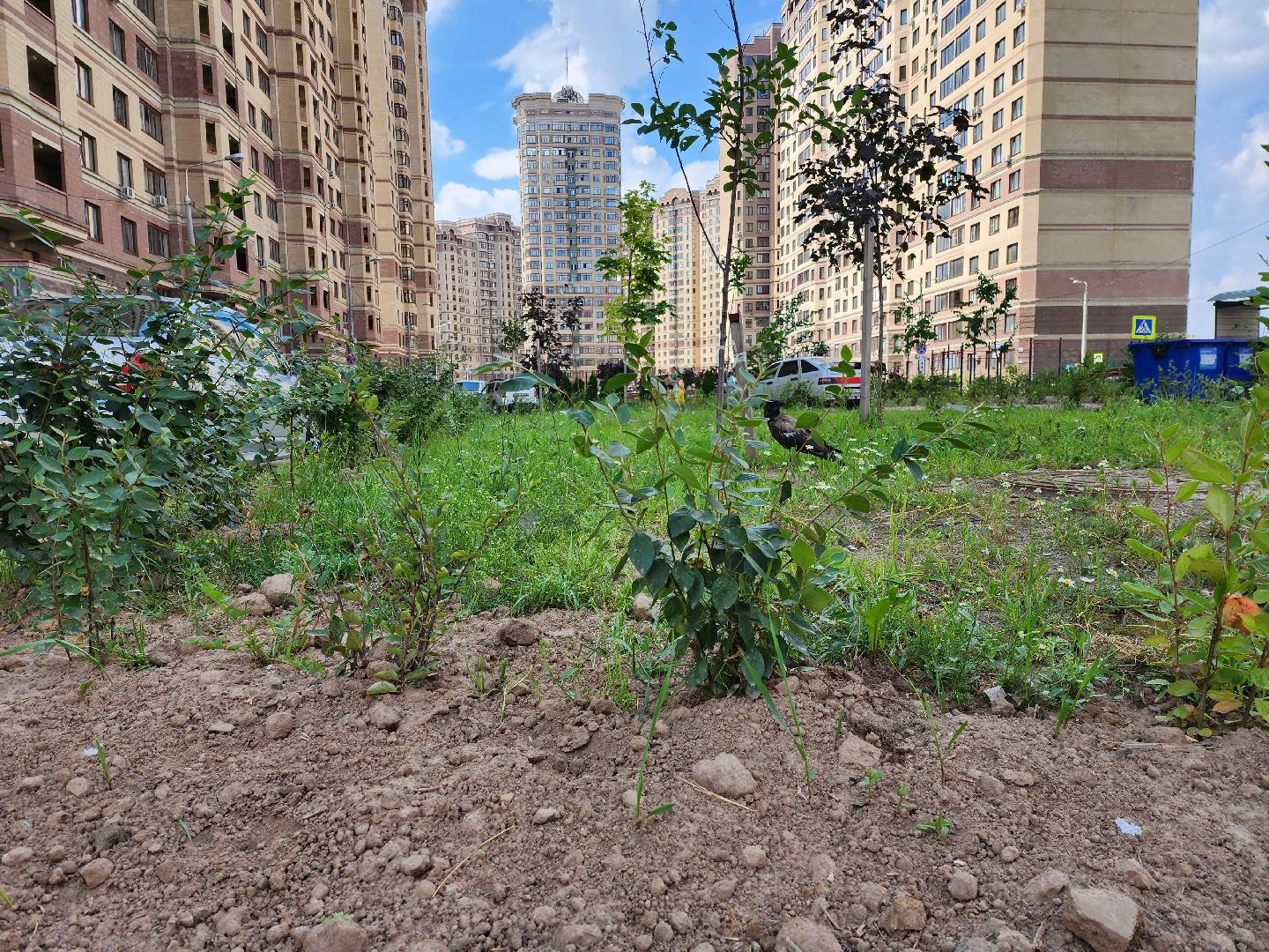 раменское, благоустройство, дополнительное озеленение, северное шоссе,