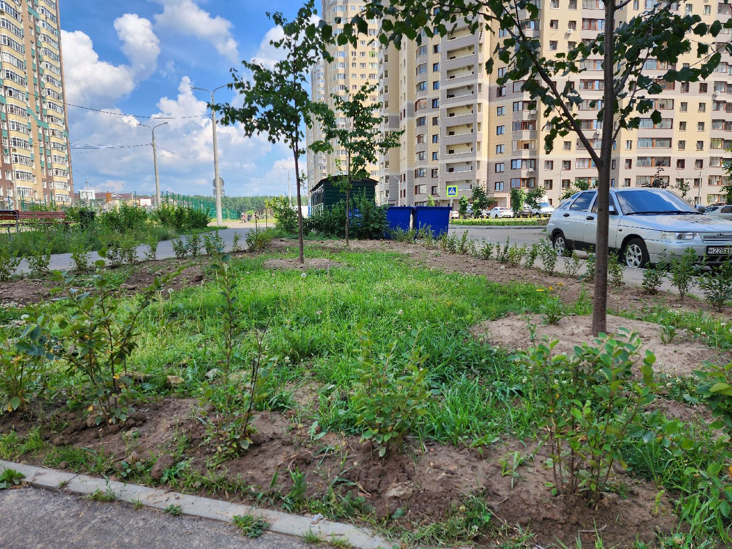 раменское, благоустройство, дополнительное озеленение, северное шоссе,