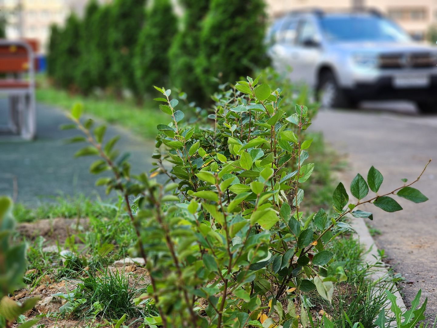 раменское, благоустройство, дополнительное озеленение, северное шоссе,
