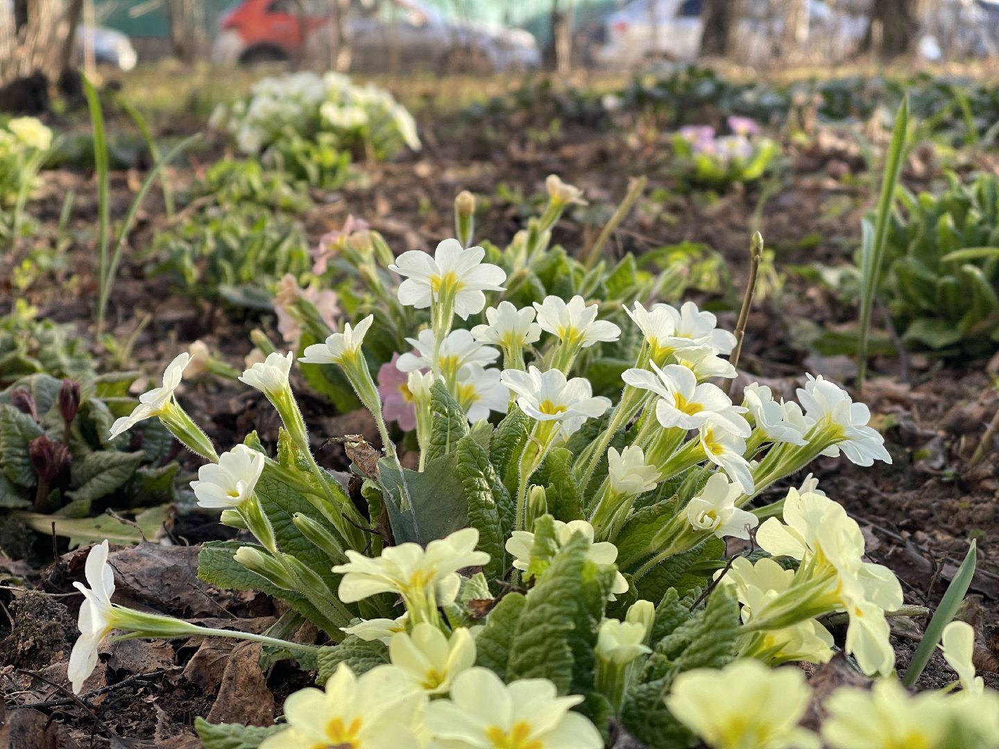 Весна, Одинцово, цветы, благоустройство, соседи, двор,